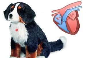 mutuelle chien