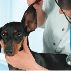Guide sur le nettoyage et le soin des oreilles du chien