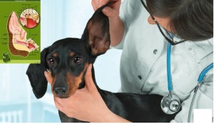 Mutuelle chien