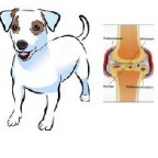 Santé  chien : Les rhumatismes chez le chien