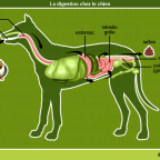 Les Maladies Inflammatoires Chroniques de l’Intestin chez le chien