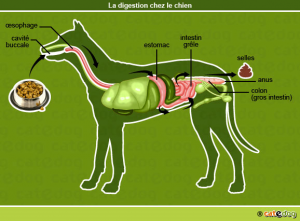 assurance chien