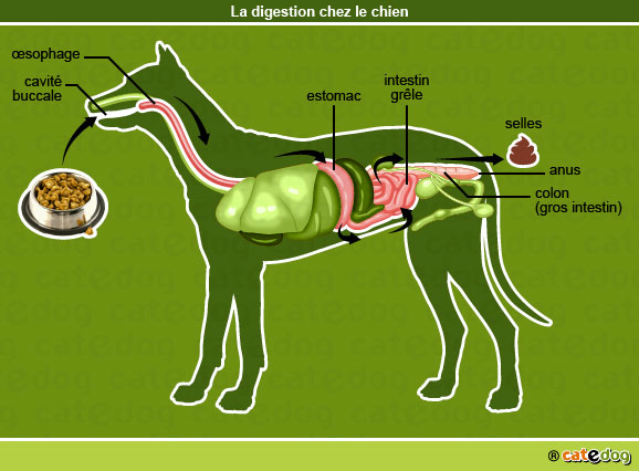 Les maladies endocriniennes chez le chien - Wamine