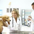 Comprendre et traiter l’Accident Vasculaire Cérébral (AVC) chez le chien
