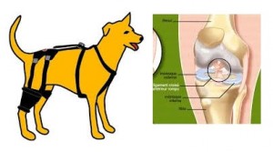 rupture ligament croisé chien