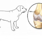 Comment soigner la luxation de la rotule chez le chien ?
