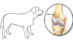 luxation rotule chien