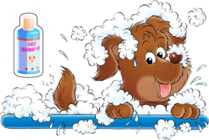 shampooing chien