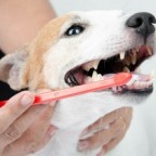 Santé chiens : la Parodontose