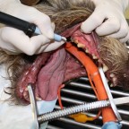 Stratégies de gestion du tartre pour la santé dentaire de votre chien