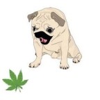 Intoxication d’un chien avec le cannabis – que faire ?