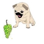 Que faire en cas d’intoxication d’un chien au raisin ?