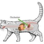 Les risques lors de la  mue du chat avec les boules de poils