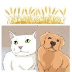 Les épillets et risque santé chez les chiens et chats