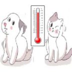 Quelle est  la  température normale des chiens  et des chats ?