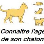 Comment comment calculer l’age de son chaton ?