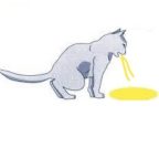 Mon chat vomit de la bile jaune que dois-je faire ?