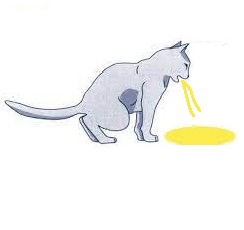 Mon Chat Vomit De La Bile Jaune Que Dois Je Faire Comparateur De Mutuelles Assurances Chiens Et Chats