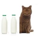 Puis-je donner du lait a mon chat ou chaton sans risque ?