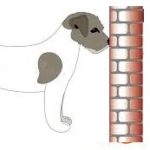 Faut-il s’inquiéter si  son chien ou chat qui pousse sa tête contre le mur ?