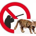 Interdiction de chasser les chats sauvages