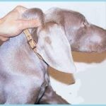 Est-il pertinent de secouer son  chien par la peau du cou pour le punir ?