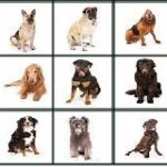 Quelles sont le 10 races de chiens les plus intelligents ?