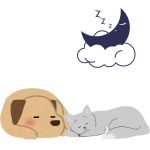Les habitudes de sommeil des chiens et des chats : durée et comportements