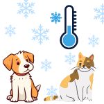 Ce qui est à savoir sur l’hypothermie chez les chiens et les chats