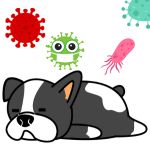 Comprendre la toux chez les chiens : origines, signes et solutions